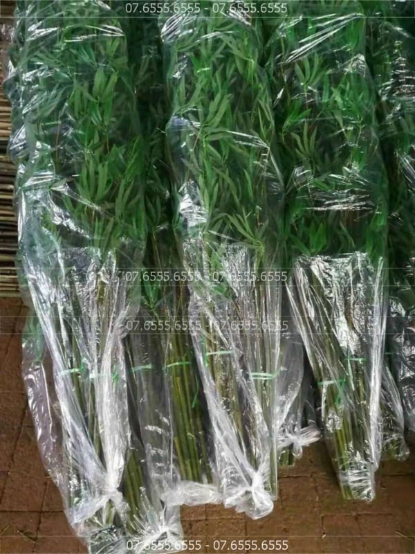 Cây Trúc Giả