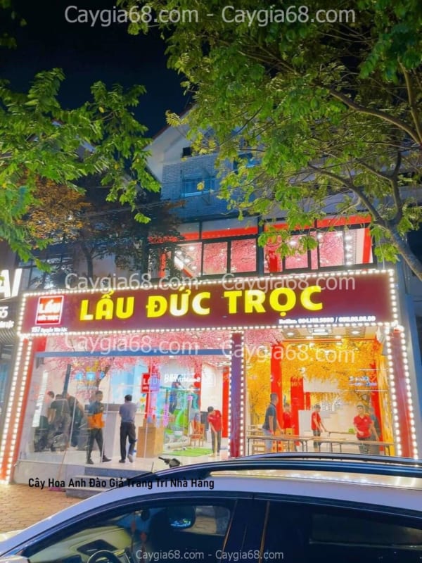 cay hoa anh dao gia trang tri