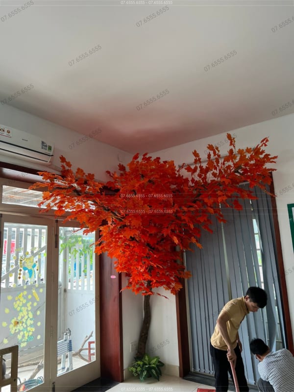 cây phong lá đỏ giả hà nội cây phong lá đỏ giả hà nội