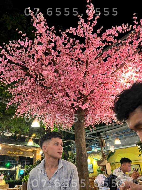 cây hoa anh đào đẹp