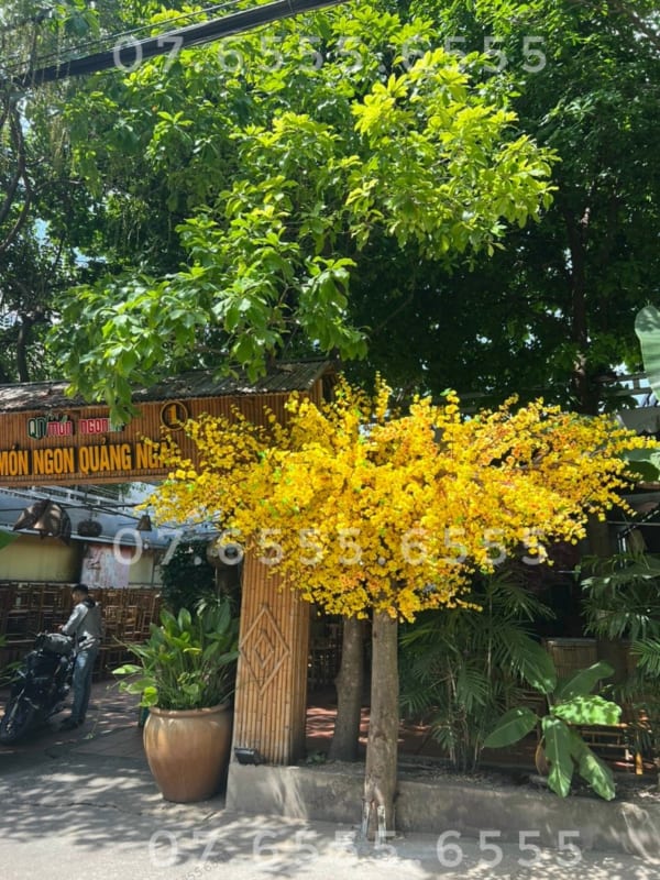 cây hoa mai giả trang trí nhà hàng