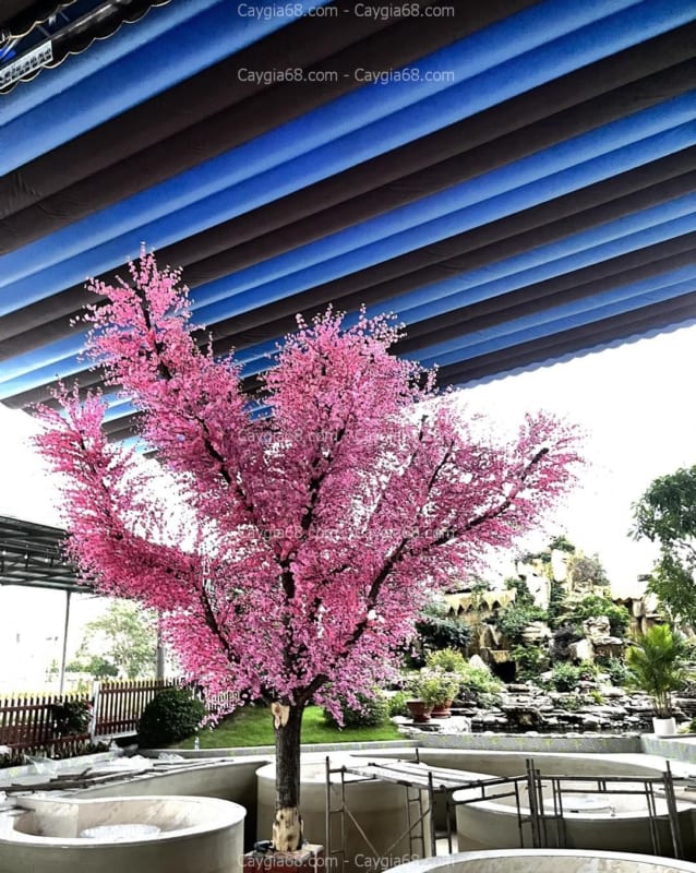 cây hoa anh đào giả cao 5m