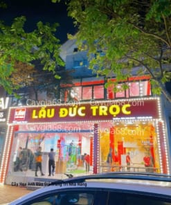 cay hoa anh dao gia trang tri